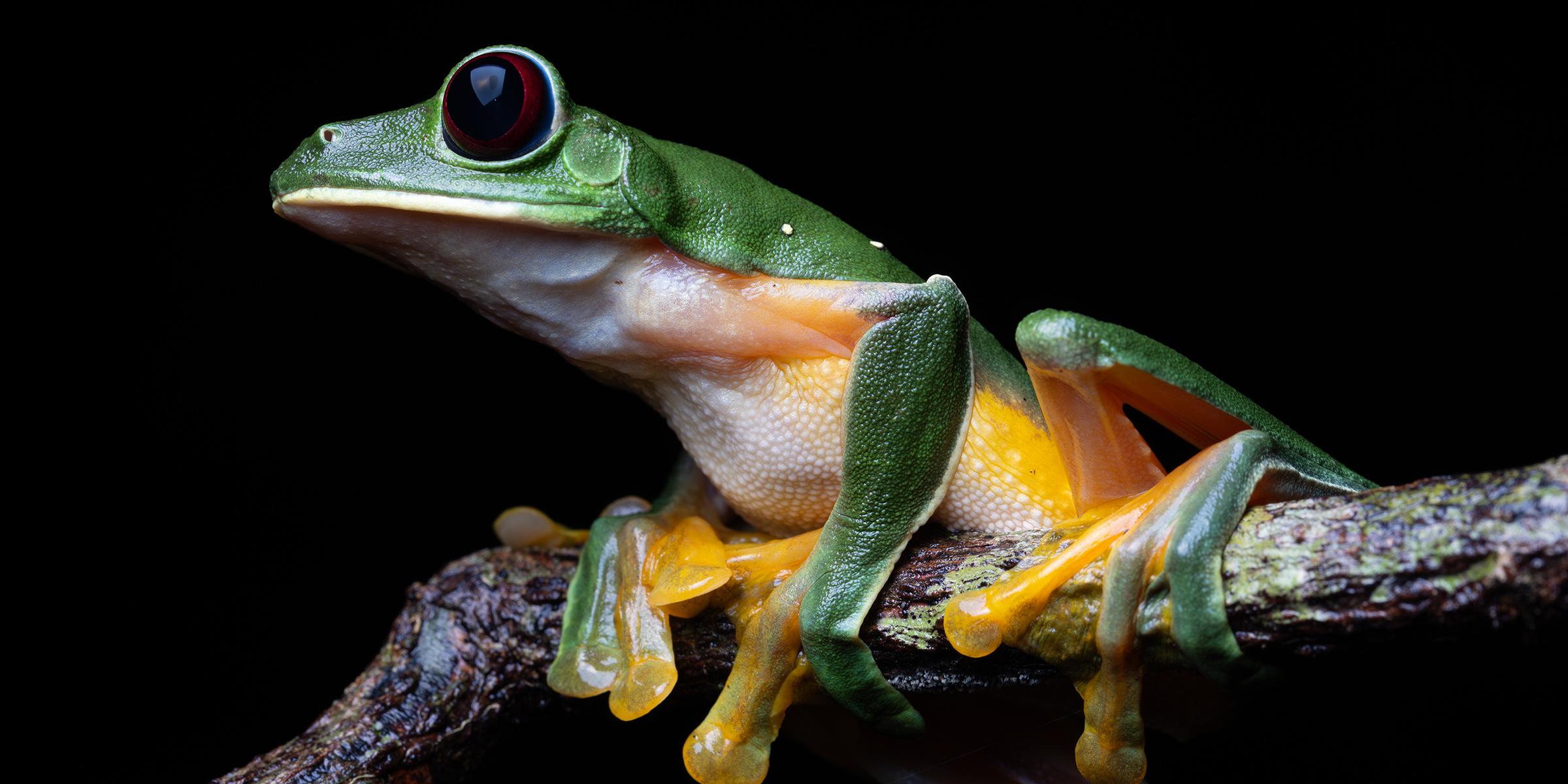 Photo of tree frog.