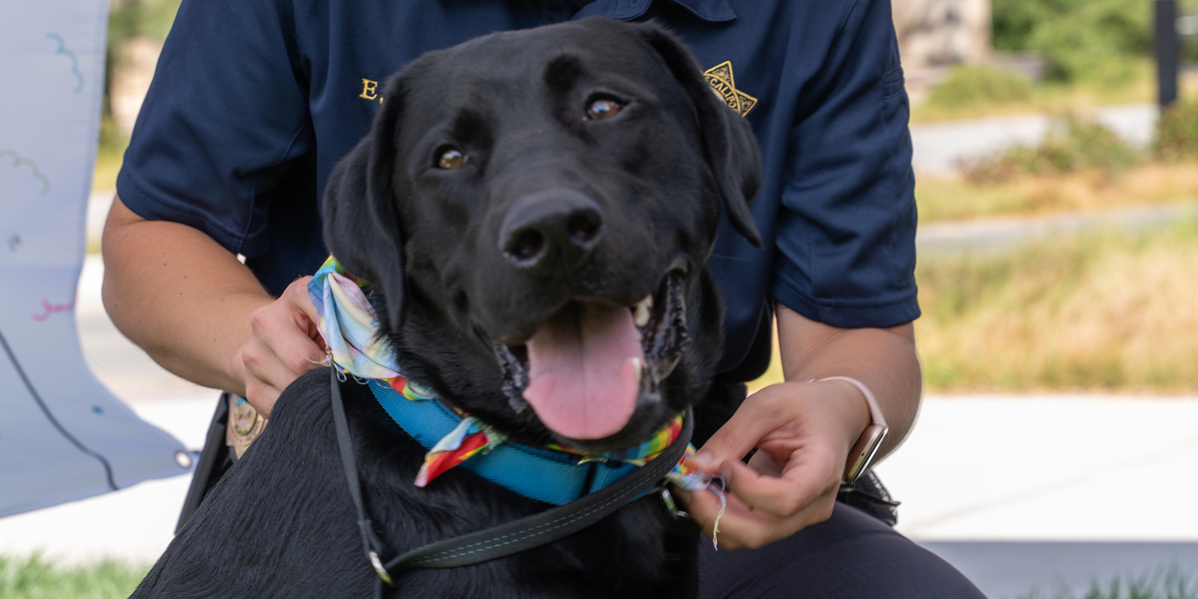 Police officer putting a bandana on K-9 Diego for his birthday. 