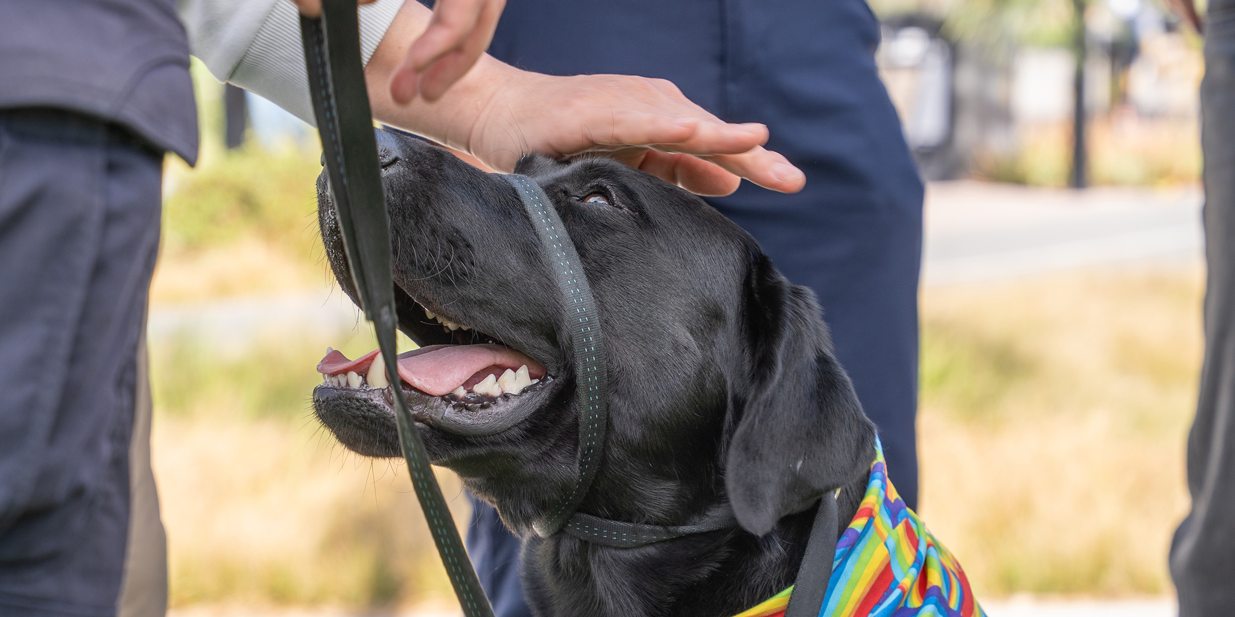 K-9 Diego get petted by students who came to wish him happy birthday.