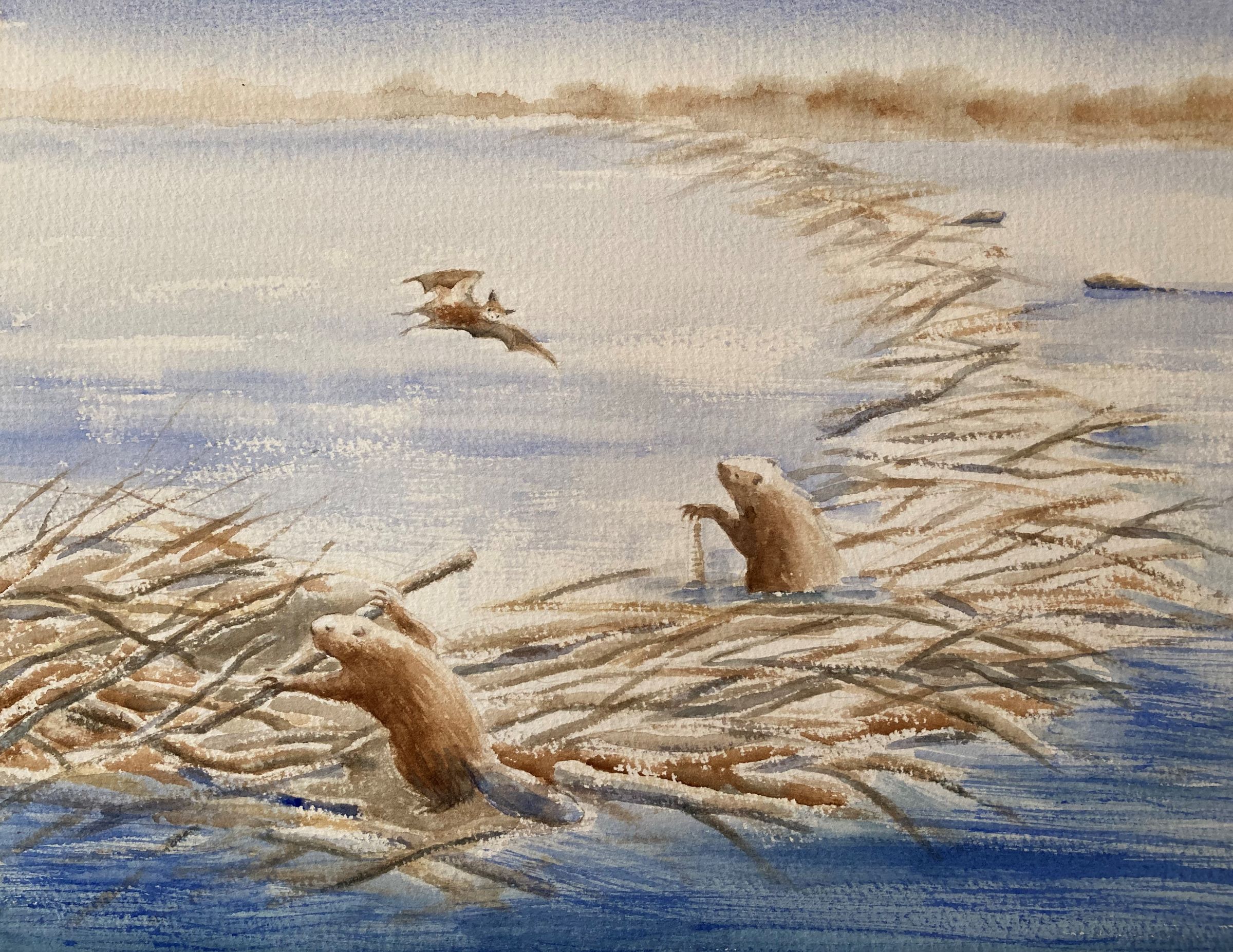 The Little Brown Bat Visits a Beaver Field Station 