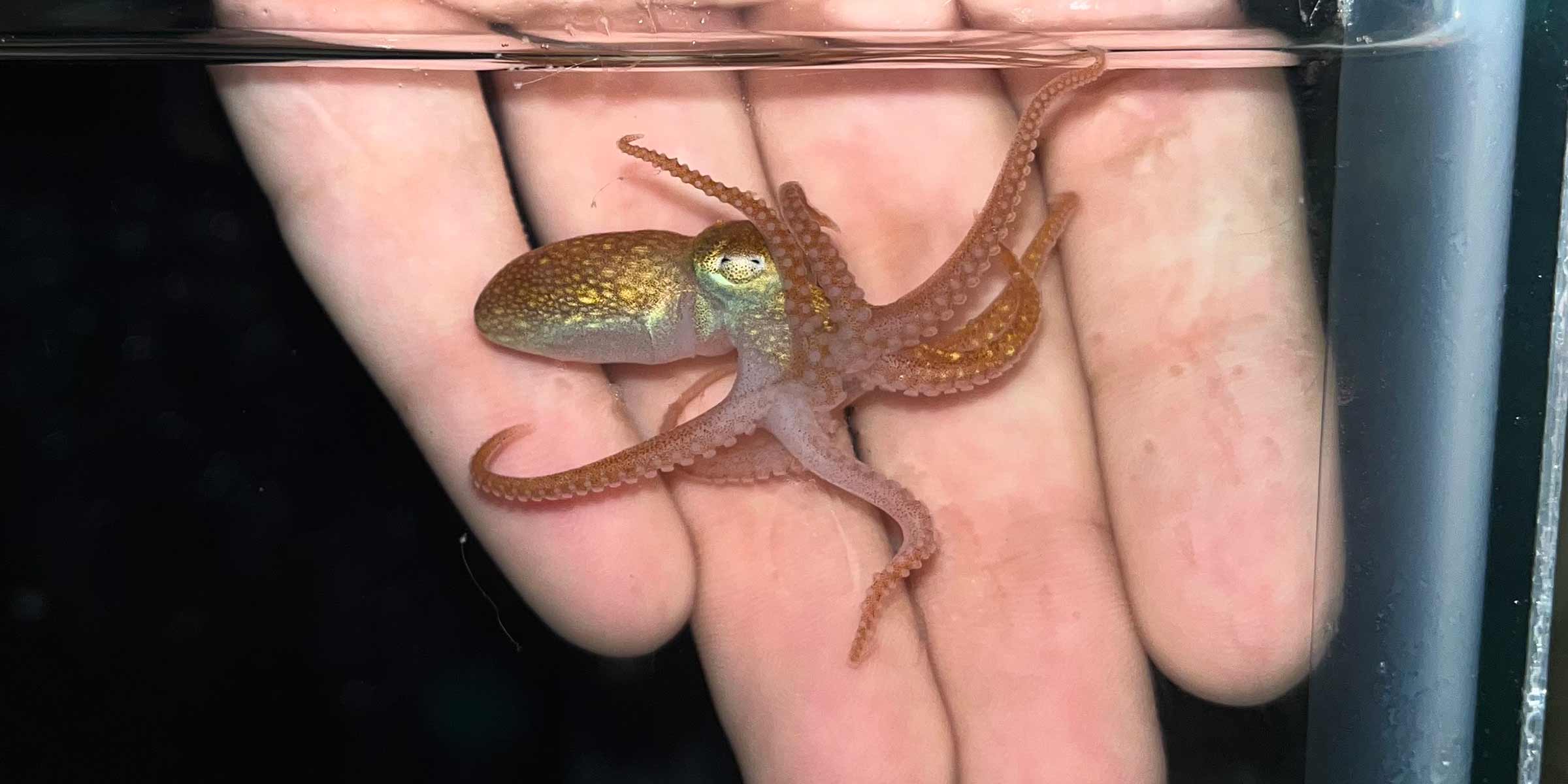 Bigeye octopus baby in a tank at Scripps Oceanography Experimental Aquarium. Photo: Adi Khen