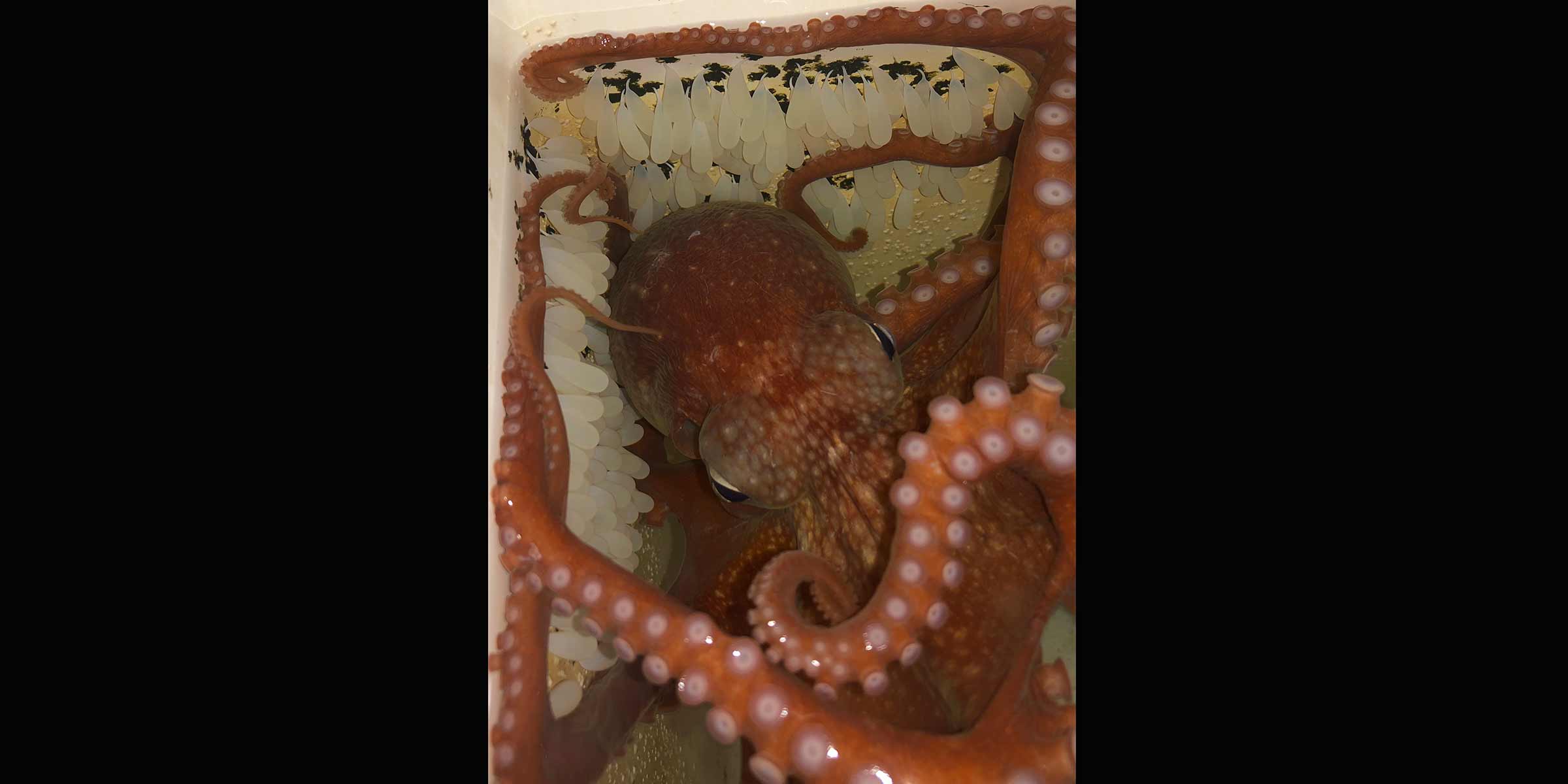 Bigeye octopus with fertilized eggs at Scripps Oceanography Experimental Aquarium. Photo: Adi Khen