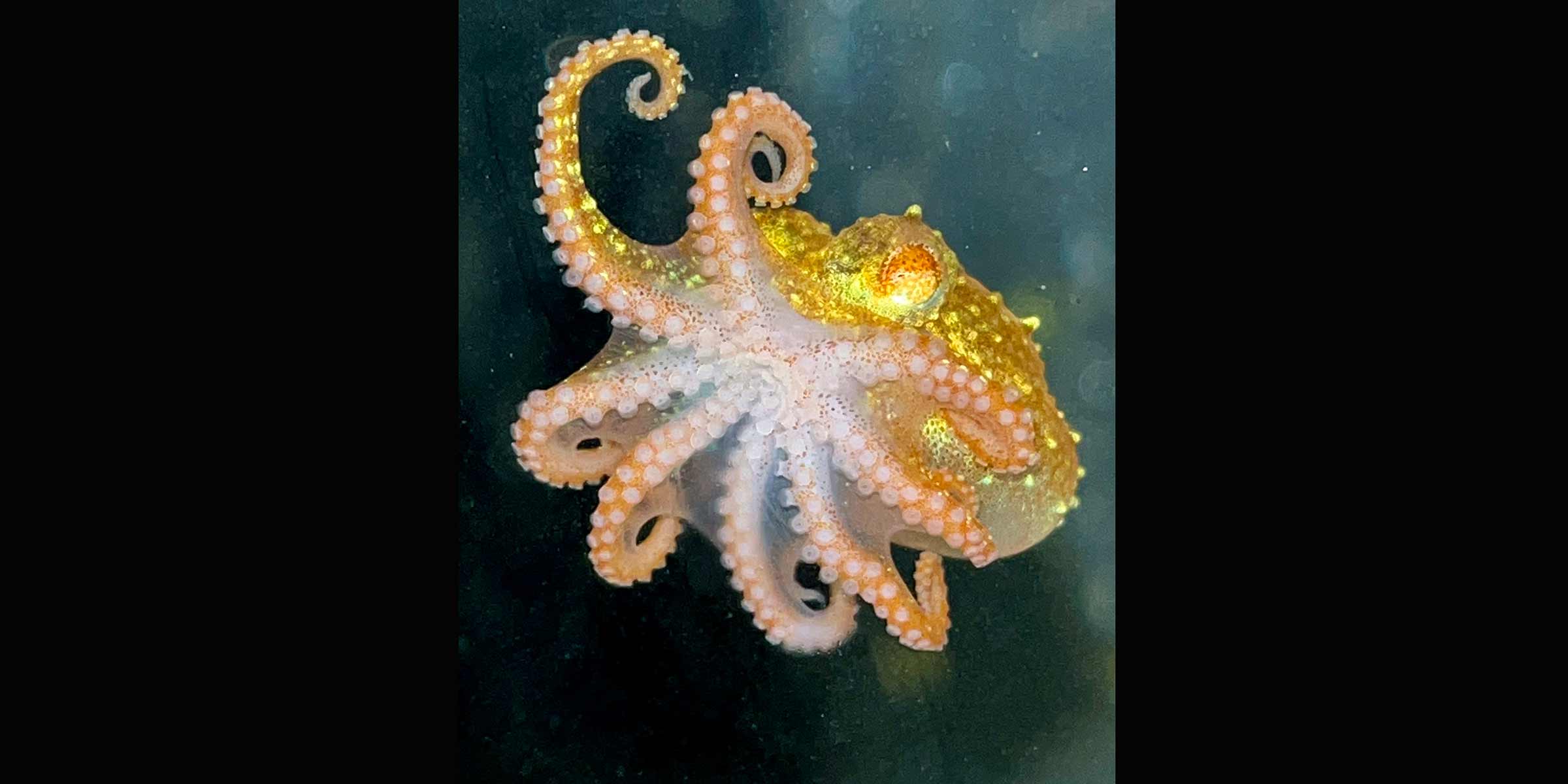 Bigeye octopus hatchling. Photo: Adi Khen