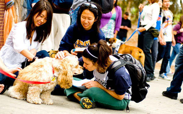 Photo of Therapy Fluffies