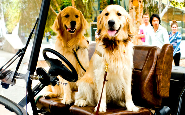 Photo of Therapy Fluffies