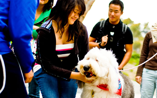 Photo of Therapy Fluffies
