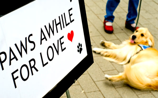 Photo of Therapy Fluffies