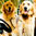 Therapy Fluffies thumbnail