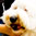 Therapy Fluffies thumbnail