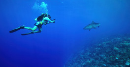 A scuba diver with an underwater camera with a nearby shark and coral reef.