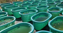 Experimental ponds at UC San Diego Biology Field Station.