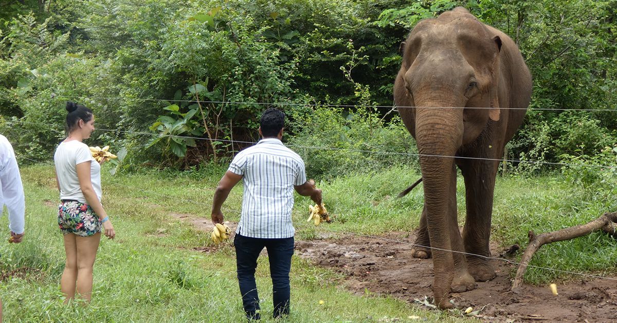 Don’t Feed the Animals: Researchers Warn of Risks Tied to Wildlife Interactions