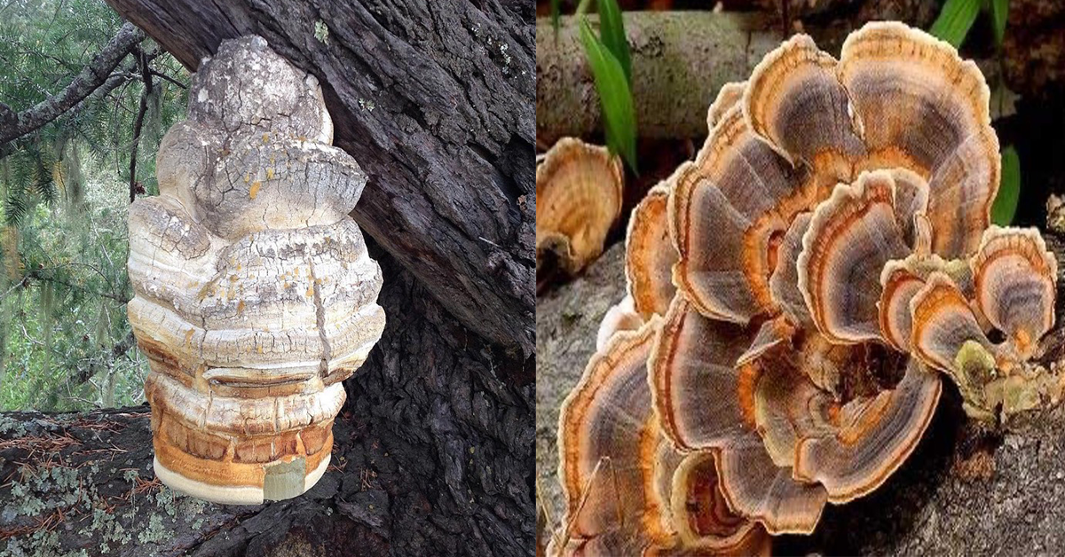 Study Finds Natural Fungal Supplement Improves COVID-19 Vaccine