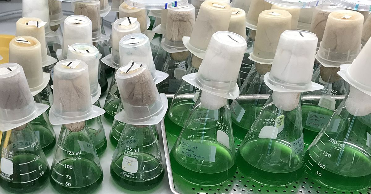 Researchers Rebuild Microscopic Circadian Clock That Can Control Genes