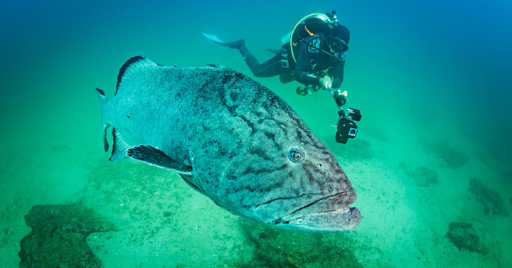 scuba diver and fish