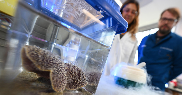 scientists look at a sea coral in a lab