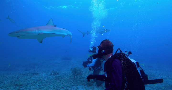Brendan Talwar and Chris Malinowski observe reef sharks in the tropics during filming of All the Sharks.