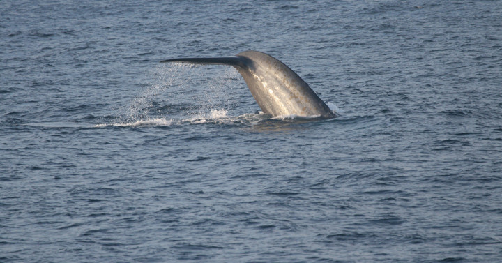 The fluke of a blue whale in the ocean