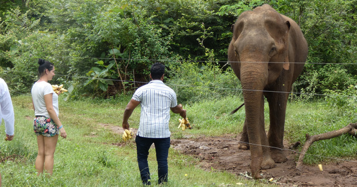 People shown feeding an elephant.