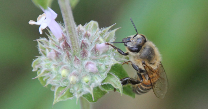 Honey bee visits a salvia plant.