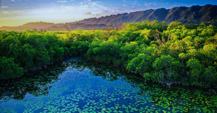 A mangrove in Laguna del Cacahuate, Tabasco, Mexico.