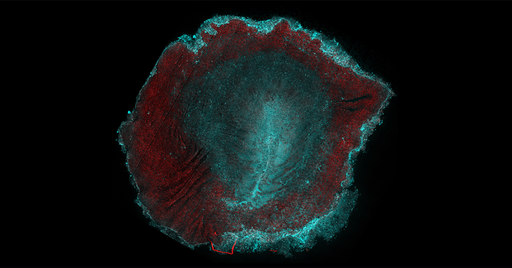 Image of avian embryo showing red and cyan colored cells