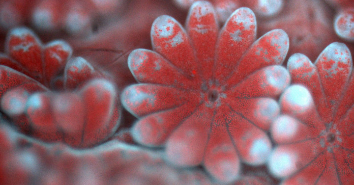 A zoomed in image of coral polyps taken with a new microscope. Each polyp has a mouth and a set of tentacles, and the red dots are individual microalgae residing inside the coral tissue.
