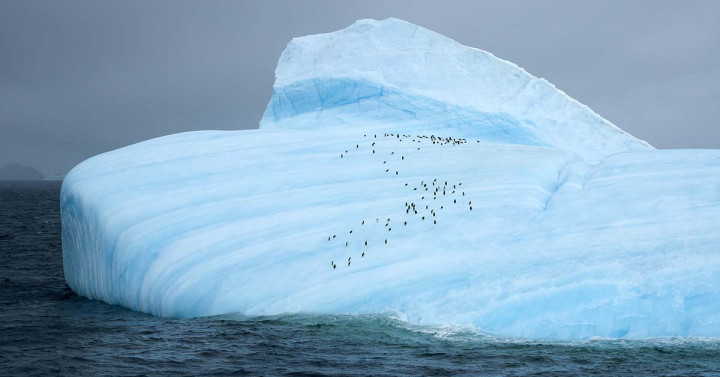 Penguins on Southern Ocean iceberg. 