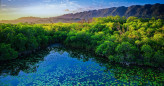 A mangrove in Laguna del Cacahuate, Tabasco, Mexico.