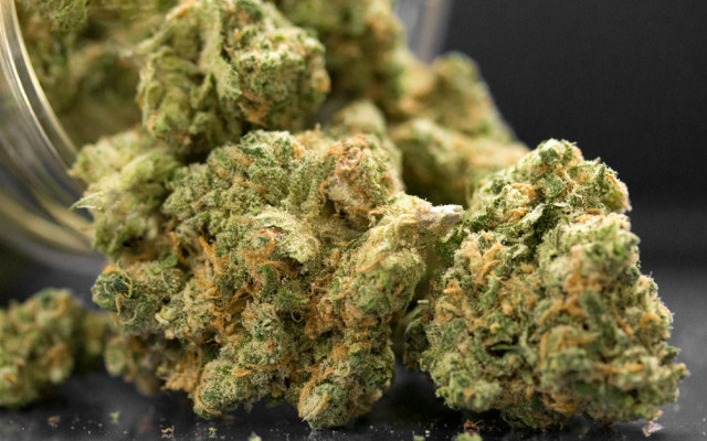 Close up photo of cannabis in jar